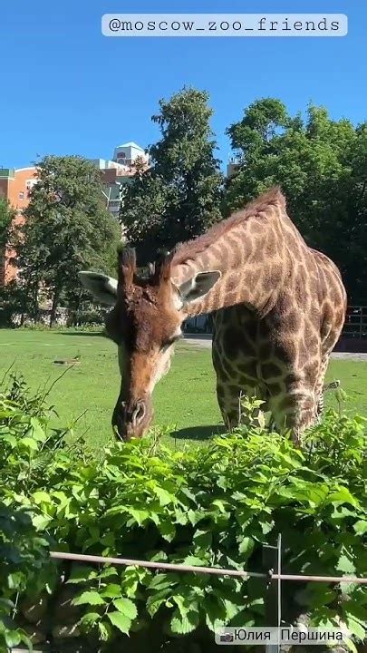 🌈🦒А вы видели как ест языком жираф?👍 #respect #video #katyusha #zoo ...