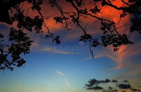 Tree and Branch Silhouette at Sunset in Sky Beautiful Landscape Image ...