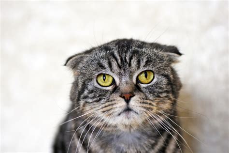 D Couvrez Le Maine Coon Le Plus Gros Chat Du Monde Carnetveto