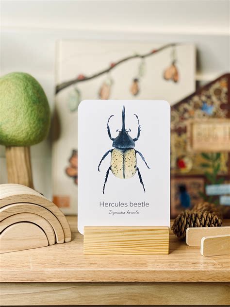 Beetle Species Flashcards Beetles Bugs Nature Flashcards Etsy Australia