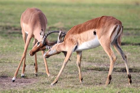 Baby Impala Antelope and Mother — Stock Photo © fouroaks #5377864