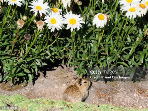 57 Wild Guinea Pig Stock Photos High Res Pictures And Images Getty
