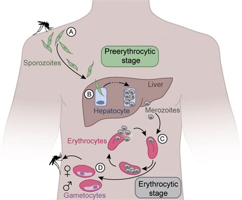 Life Cycle Of Pf A During The Blood Meal Of An Infected Anopheles