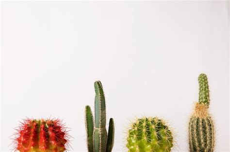 Free Photo Still Life With Cactus Plant