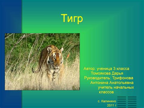 Тигр - презентация онлайн