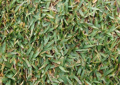 Zoysia Grass Lawn Maintenance Program Barefoot Lawn Care