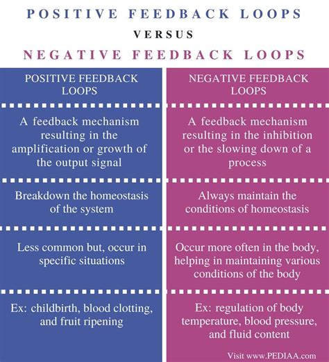 Difference between positive and negative feedback loops in biology ...