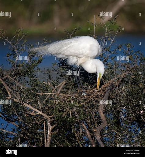 Great Egret Ardea Alba On A Nest Stock Photo Alamy