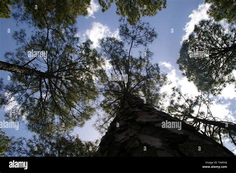 Green Tree And Brown Jungle Up Above The Sky Looking Cool Many Jungle