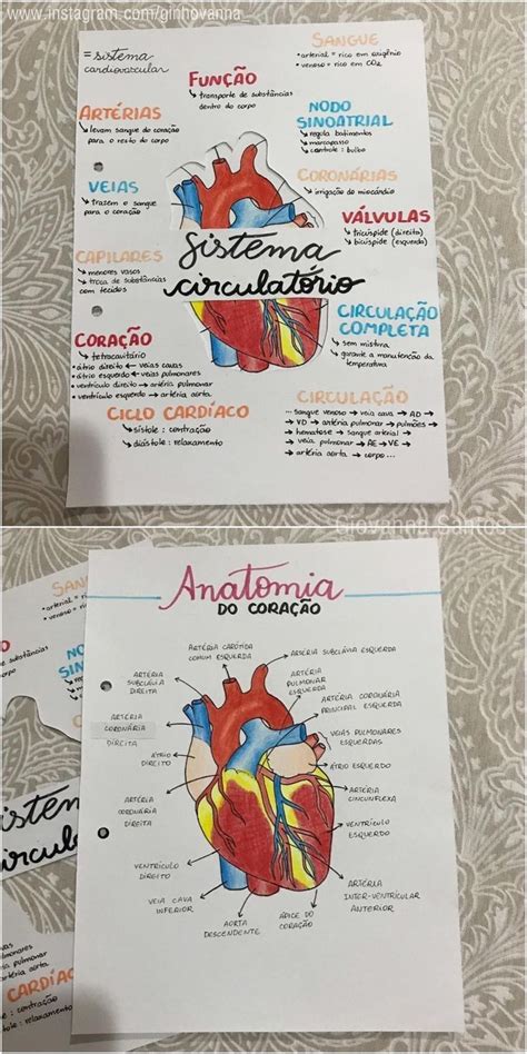 Pin de Isadora Pimentel en Resumo Enseñanza biología Ideas de