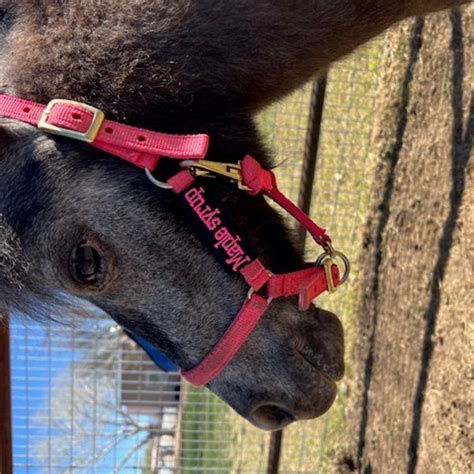 Embroidered Horse Halter Name Tag 1 Line Etsy