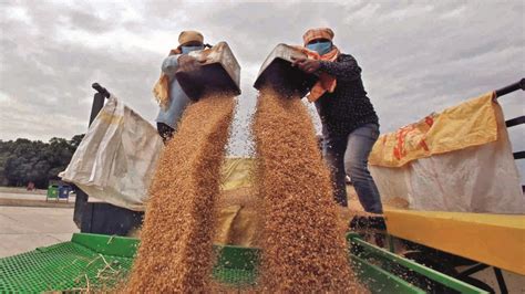 Govt Sets Target At Mn Tonnes For Wheat Procurement In