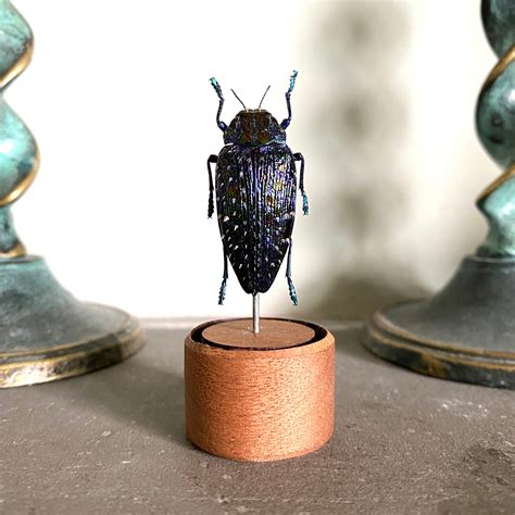 Insect Taxidermy Sparkling Turquoise Jewel Beetle Taxidermy Etsy