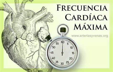 Entrenamiento Y Frecuencia Cardíaca ️⌚ Arterias Y Venas