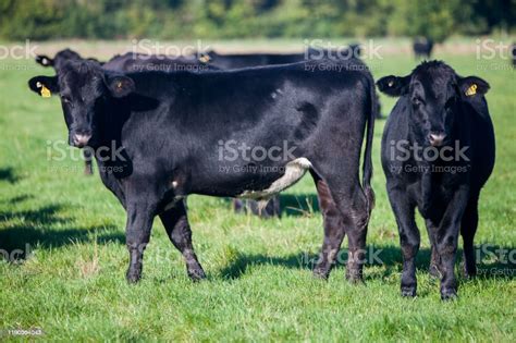 Black Angus Cattle On Green Grass In Great Britain Stock Photo