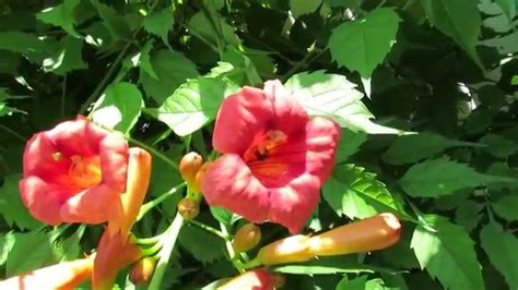 Balboa Sunset Campsis Radicans Trumpet Vine Youtube