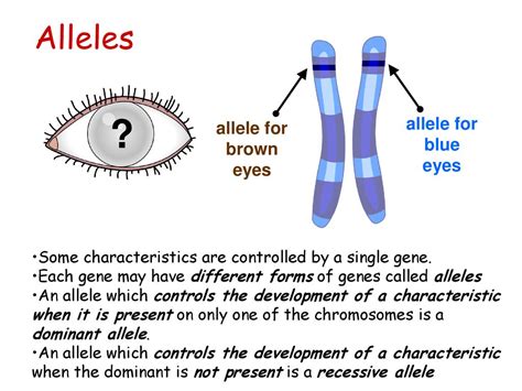 Inheritance Make Sure You Revise Mitosis Cell Division Ppt Download