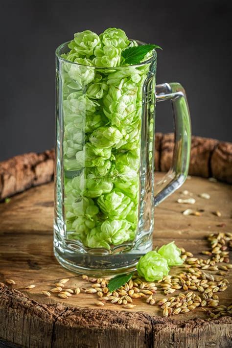 Fresh and Green Hop and Malt As Beer Ingredients Stock Photo - Image of ...