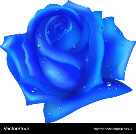 Blue rose Royalty Free Vector Image - VectorStock