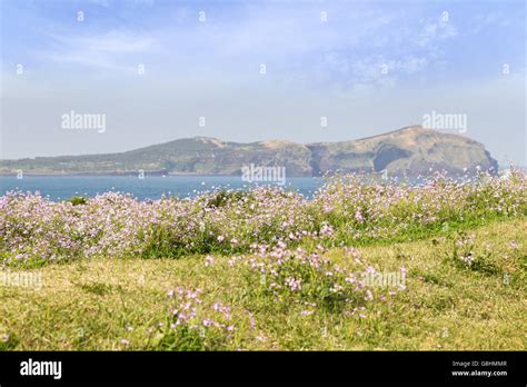 View of flowers and grassland in the front on Jeju Island and Udo ...