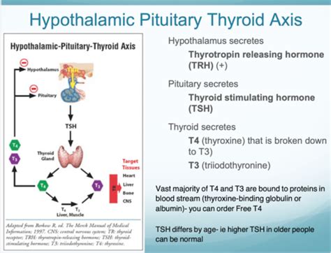 Clin Med 4 Endocrine Thyroid Bone And Sex Flashcards Quizlet