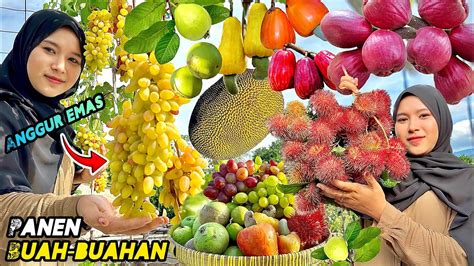 Petik Buah Buahan Segar Panen Buah Dikebun Youtube