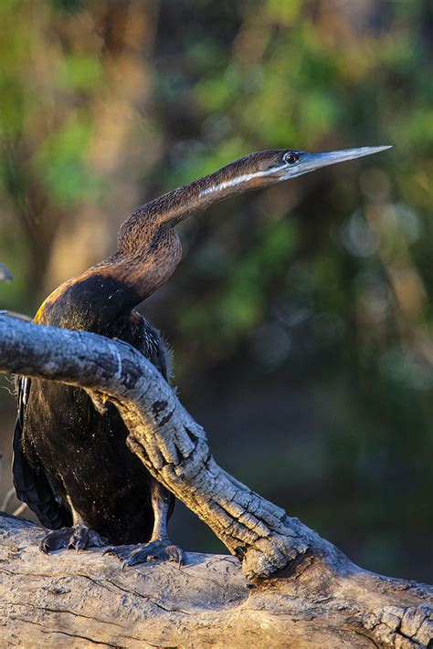 Snake Bird - Anhinga Photograph by John Nickerson | Fine Art America