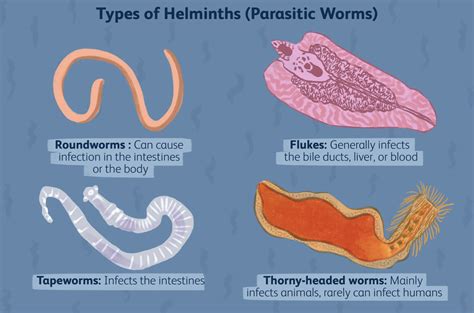 Understanding Parasites How They Affect Your Health And How To