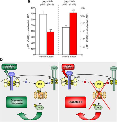 IRS Phosphorylation In The Hypothalamus A Potential Mechanism For