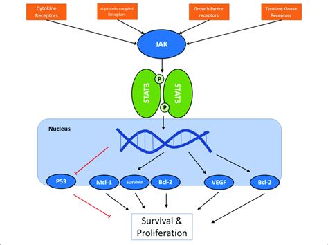 A Schematic Presentation Of Jak Stat Pathway In Cancer Cells For The