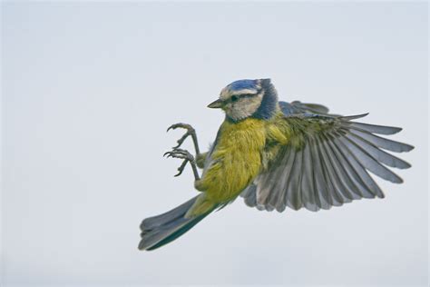 Mésange bleue A914114 DxO Sony A9 Sony FE 200 600 G OSS Flickr