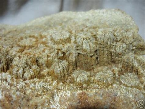 36 Lb Indonesian Petrified Coral Fossil Rough 16104659