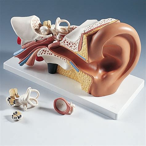 Human Ear Model Labeled