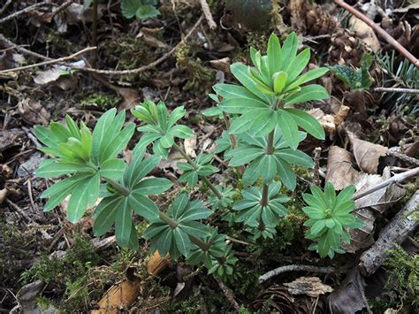 Artenseite Galium Sylvaticum Wald Labkraut Bochumer Botanischer