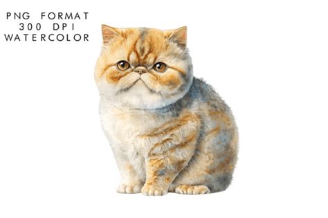 Watercolor Exotic Shorthair Cat Clipart Graphic By Watercolorbykr