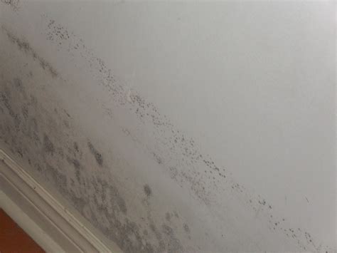 Difference Between Mold vs Mould | Mold Removal Services