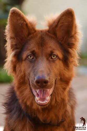 All Red German Shepherd