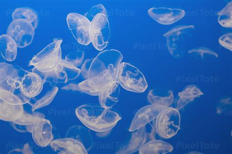 Moon Jellyfish Photography