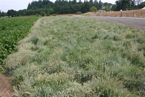 Silver Falls Seed Company Fescue Sand