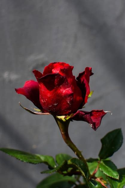 Premium Photo Beautiful Red Rose Bloom Flower