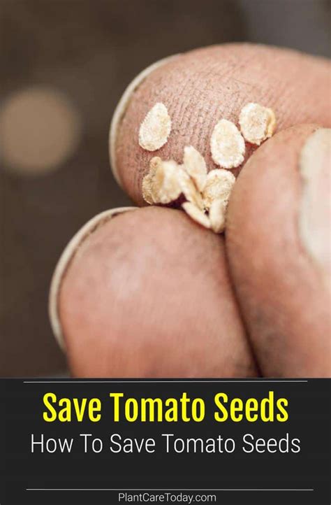 How To Save Tomato Seeds Eversoil