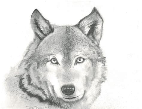 How To Draw A Realistic Wolf Face