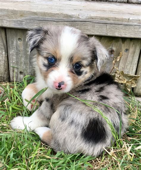 Miniature Australian Shepherd Puppies For Sale Stephenville TX 192355