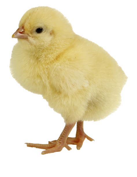 Yao Ming Face Png Baby Chick Transparent Png Clip Art Library