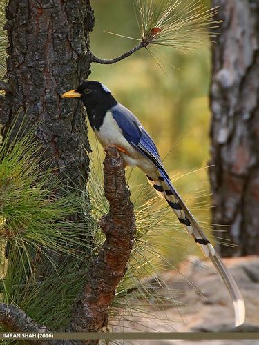 Yellow Billed Blue Magpie Urocissa Flavirostris Yellow B Flickr