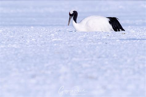 Photo Grue Du Japon Gr Gory Rohart Photographies