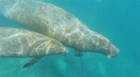 Madre Manat Y Su Cr A Fueron Avistados En Una Playa De Santa Marta