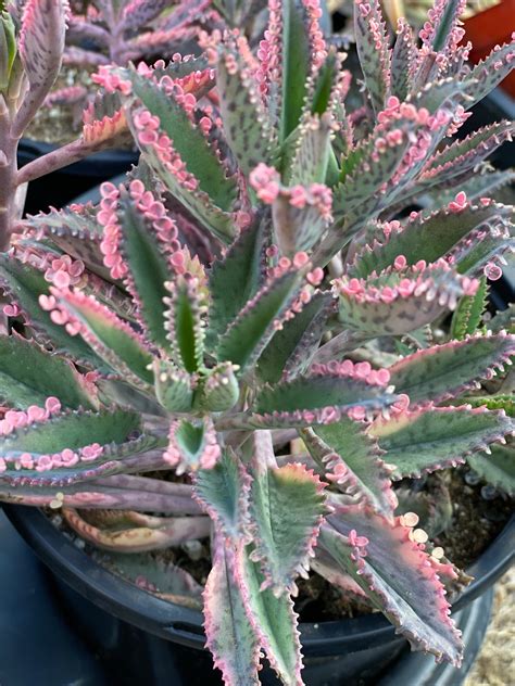 Kalanchoe Pink Butterfly In Succulent Love