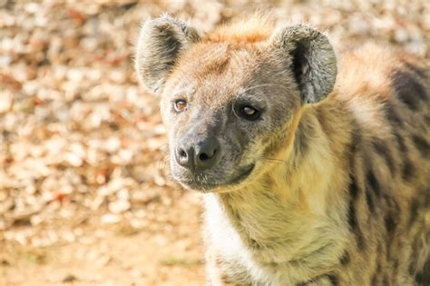 Premium Photo Close Up Portrait Of Hyena