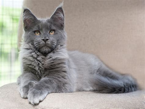 How Long Do Maine Coon Cats Live Vet Verified Lifespan And Faq Catster